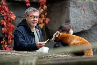 Урс Фишер кормит грушами красную панду в берлинском зоопарке (Tierpark). Ее детеныша назвали Урсом в честь тренера